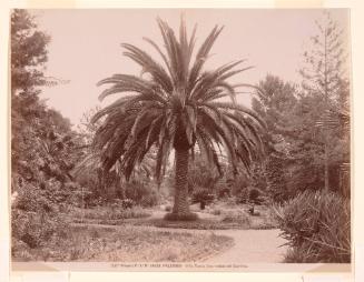 Palermo, Villa Tasca: a View of the Garden