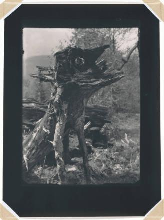 A Tree Stump - the Bird, from the Vanished Statues Series