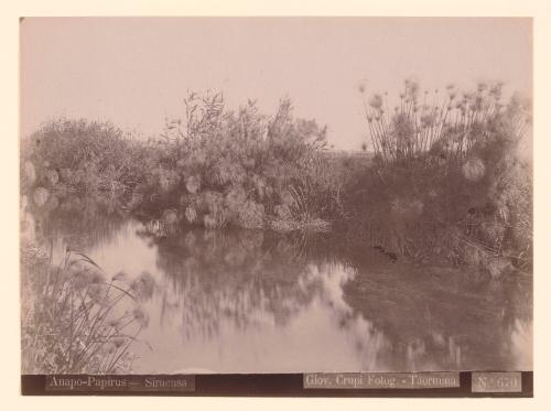 Reeds, Papyrus, Syracuse