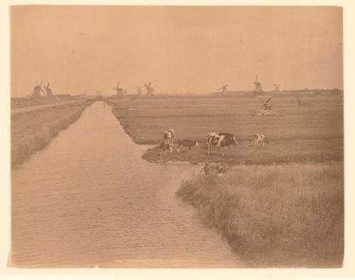 Cows and Windmills at Zaandam