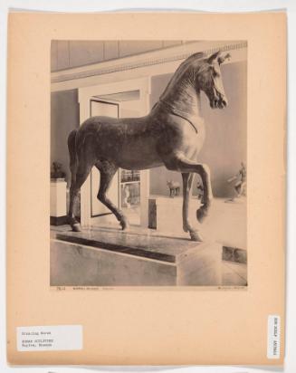 Napoli Museo, Cavallo (Prancing Horse)