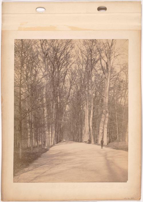 Road Through Trees