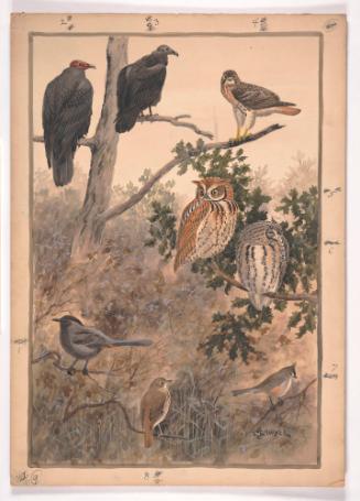 Untitled (Bird Picture with Owls, Falcon, Vultures, Etc...)