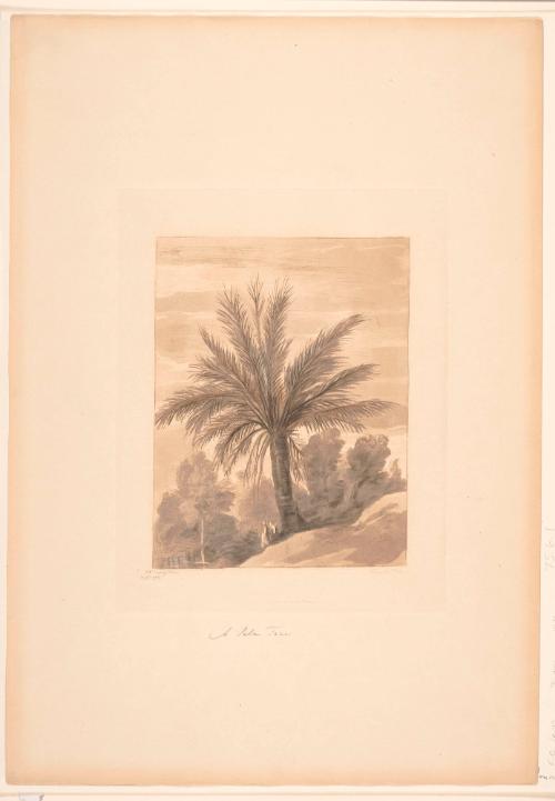 A Palm Tree