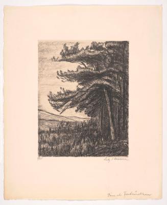 Pines of Fontainebleau