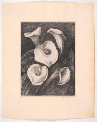 Calla Lilies