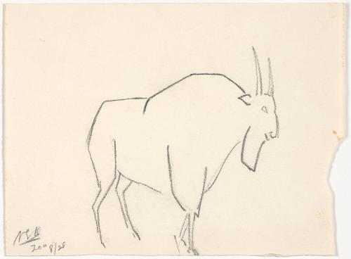 Zoo Sketches:  Goat