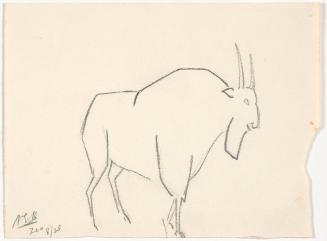 Zoo Sketches:  Goat