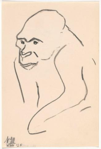 Zoo Sketches:  Gorilla