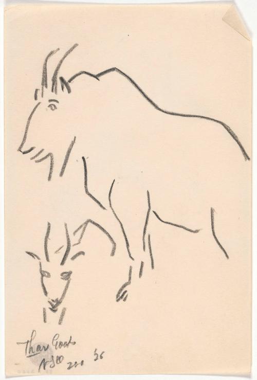 Zoo Sketches:  Thar Goats