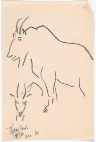 Zoo Sketches:  Thar Goats