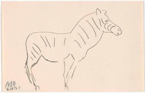 Zoo Sketches:  Zebra