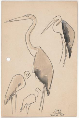 Zoo Sketches:  Heron