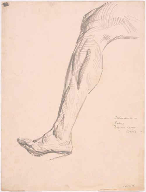 Study of Running Leg