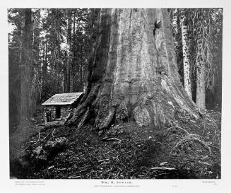 Wm. H. Seward, 85 Feet in Circumference, Mariposa Grove of Mammoth Trees, No. 51; No. 8 of Portfolio, Eadweard Muybridge: Yosemite Photographs