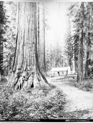 Big Trees and Cabin, Mariposa Grove, California