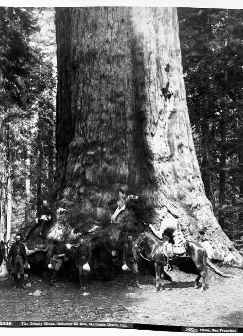 The Grizzly Giant, Diameter 33 Feet, Mariposa Grove, California