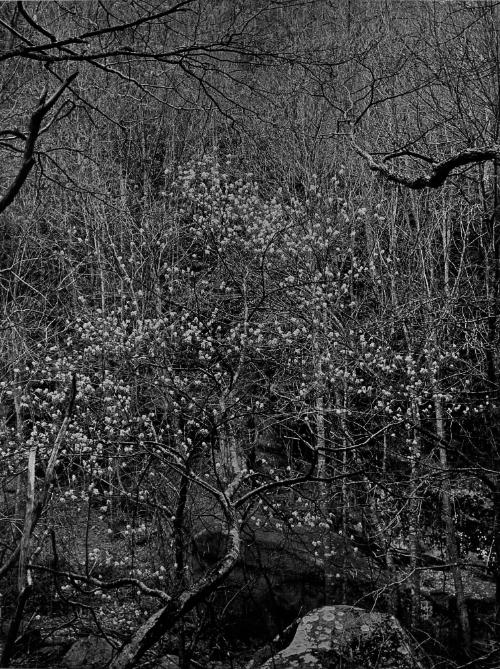 Shade Tree in Bloom, Great Smoky Mountains, from a Portfolio: Color Nature Landscapes I