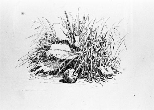 Untitled, from the Golfer's Alphabet (Clump of Grass with Golf Ball)