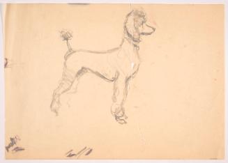 Clipped Poodle in Profile, Facing Left