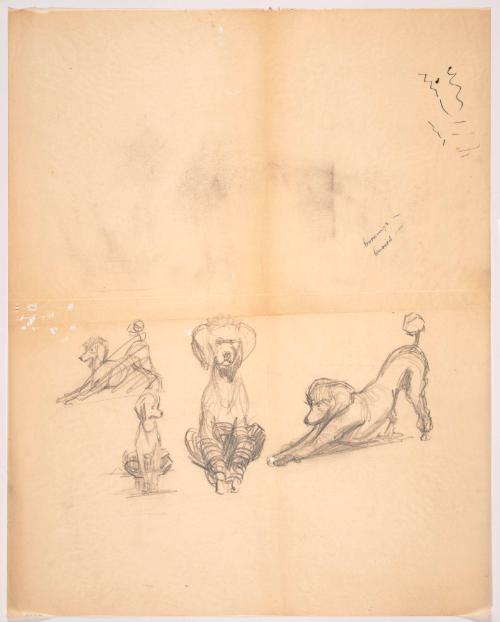 Studies of a Poodle, Sitting, Stretching