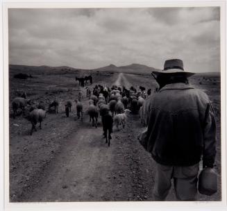 Sheepherder with Cell Phone, Mexico