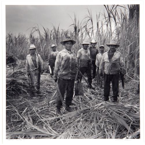 Cane Cutters, Vera Cruz