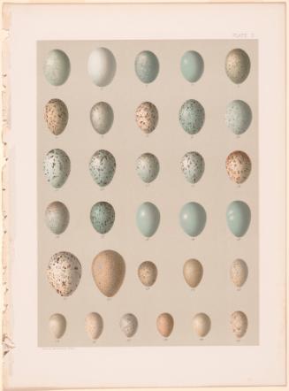 Birds’ Eggs, plate V from The Life Histories of North American Birds by Charles Bendire