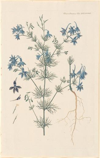 Larkspur (Delphinium Consolida) from "Flora Danica"