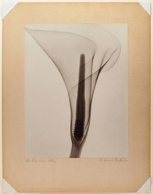 The Lily - An X-Ray