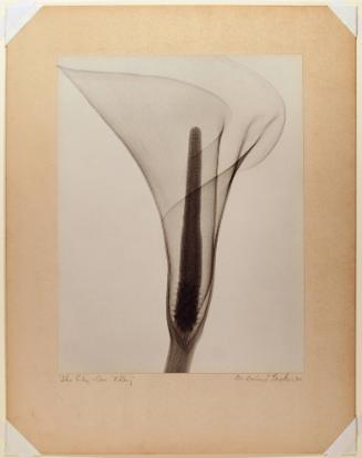 The Lily - An X-Ray