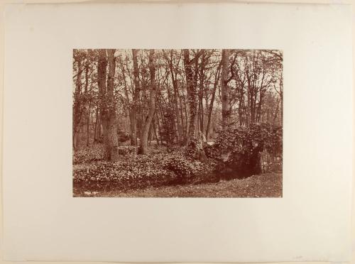 Stream in the Bois de Boulogne