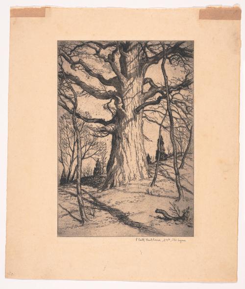 Oak Tree, Old Lyme