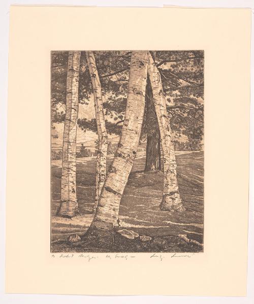 Birches over Pine