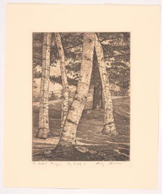 Birches over Pine