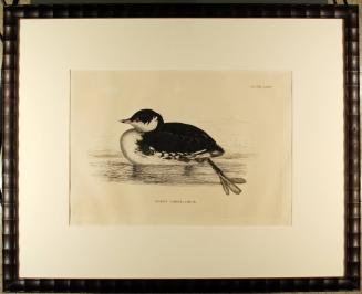 Eared Grebe, Young, plate 74 of Illustrations of British Ornithology, Vol. 2 Water Birds
