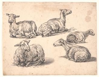 Five Studies of Recumbent Sheep