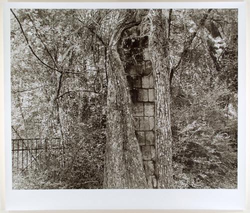 Brick Tree, from the series Beyond the Plantations: Images of the New South