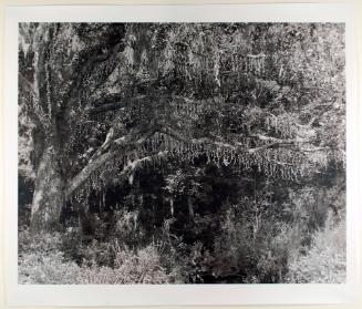 Tree with Icicles, from the series Beyond the Plantations: Images of the New South