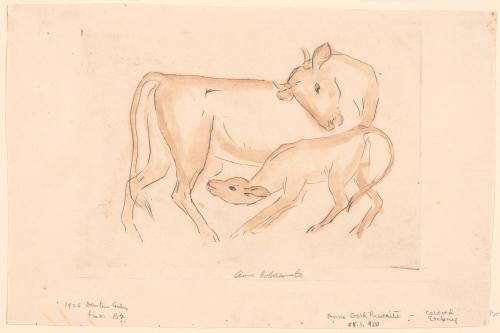 Cow and Nursing Calf