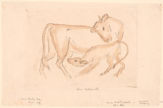 Cow and Nursing Calf