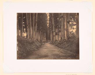 Avenue of Cedars Leading to the Shrines at Nikko