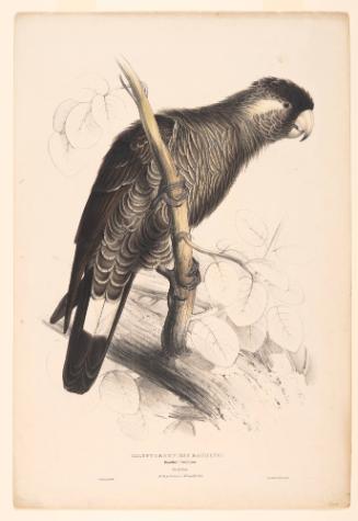 Baudin's Cockatoo