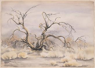 untitled (mesquite tree)