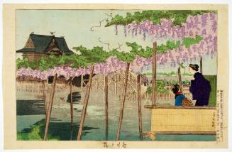 Wisteria at Kameido