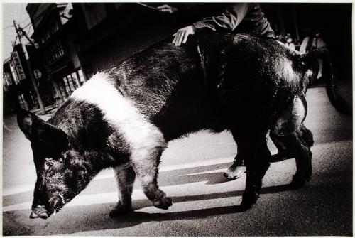 © Daido Moriyama Photo Foundation