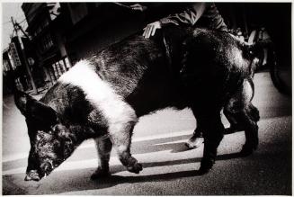 © Daido Moriyama Photo Foundation