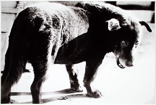 © Daido Moriyama Photo Foundation