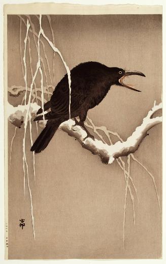 Cawing Crow on a Snowy Branch