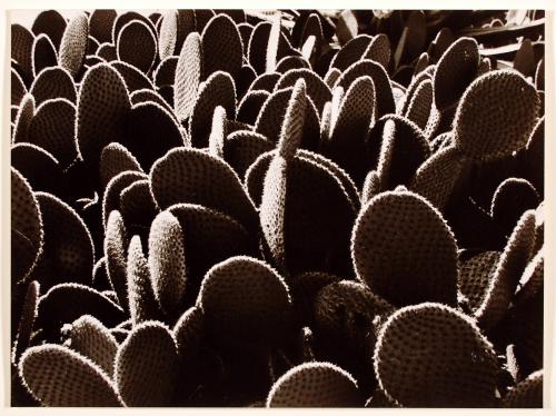 Cactus abstraction